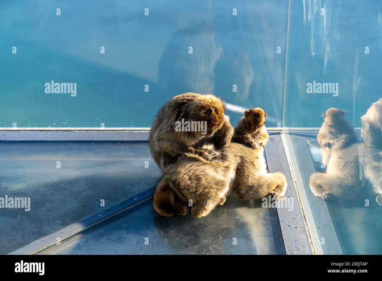 Singe macaque barbare et jeune délectant un autre singe sur la plate-forme d'observation Skywalk à Gibraltar Banque D'Images