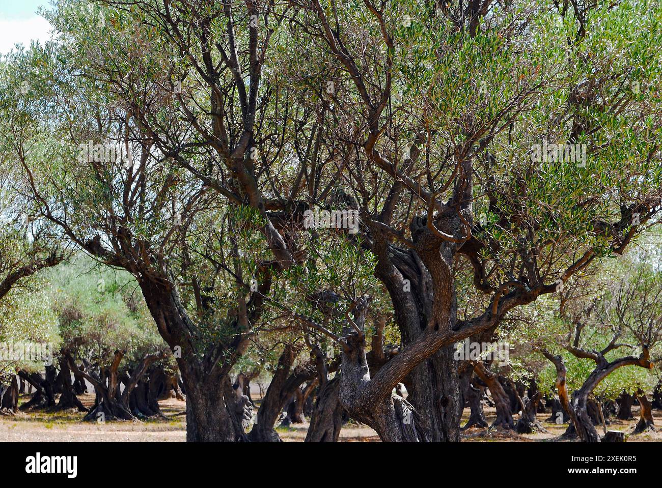 Oliviers Banque D'Images