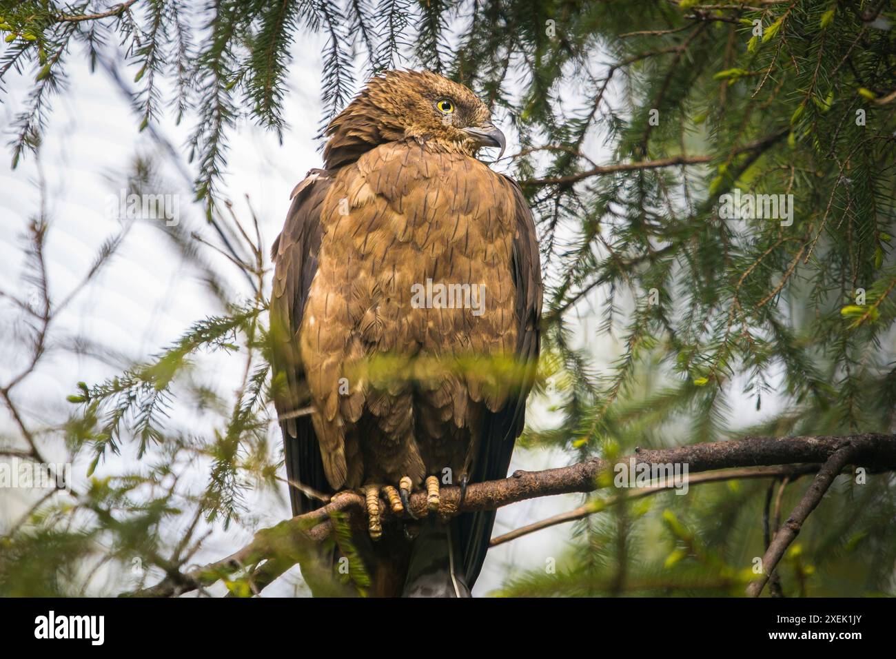 Buzzard, fier oiseau de proie assis sur une branche dans une forêt finlandaise en laponie Banque D'Images