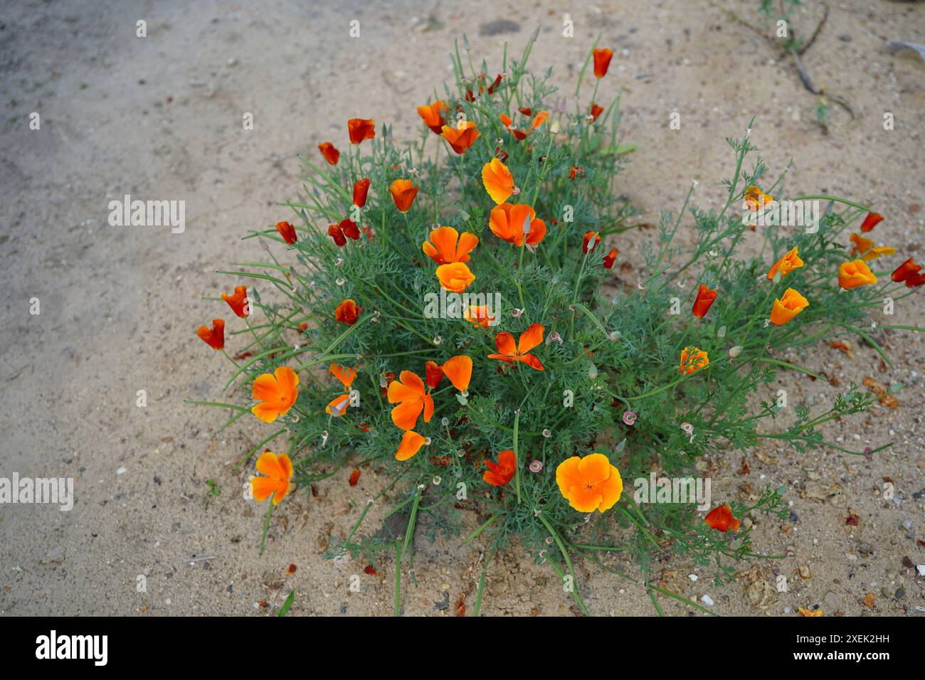 plante de pavot de californie (eschscholzia californica) dans le jardin de rocaille Banque D'Images