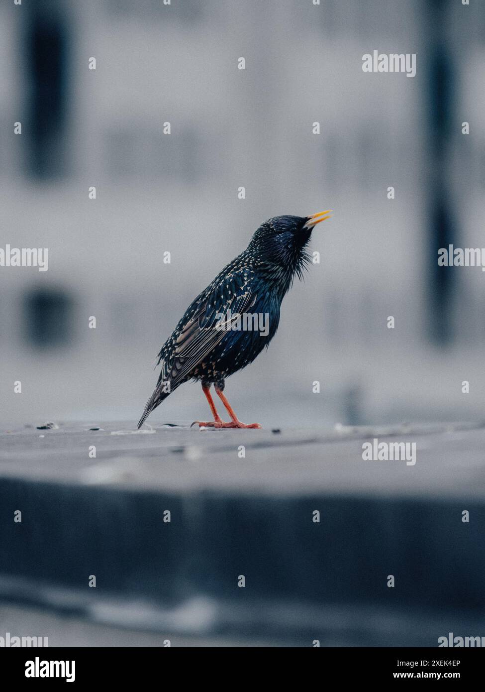 Oiseau stellaire européen (Sturnus vulgaris) Banque D'Images