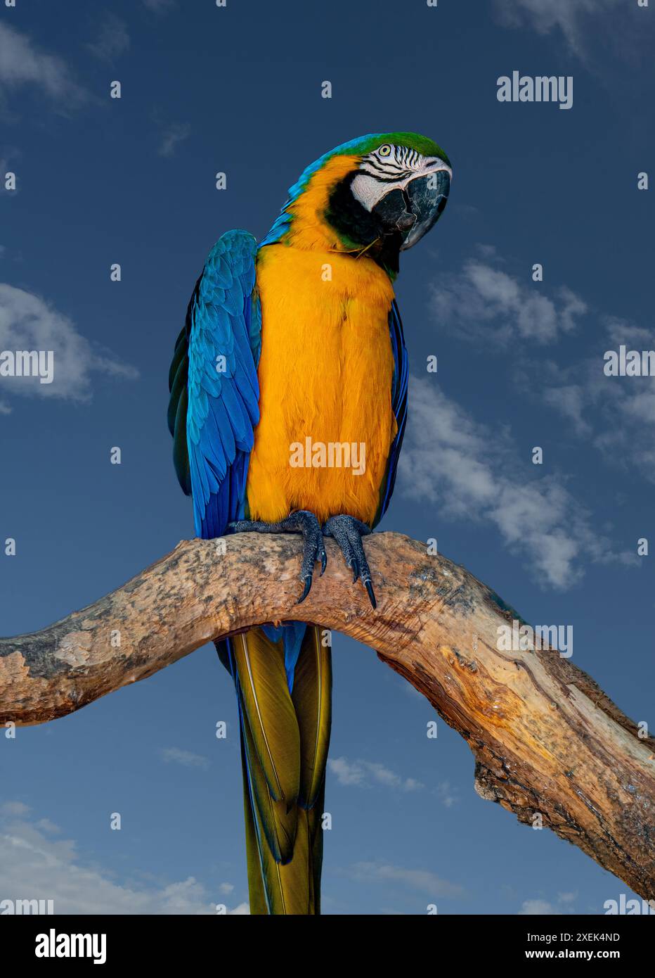 Perroquet de Macaw bleu et jaune , Ara ararauna , également connu sous le nom de Macaw bleu et or. Bali, Indonésie. Banque D'Images