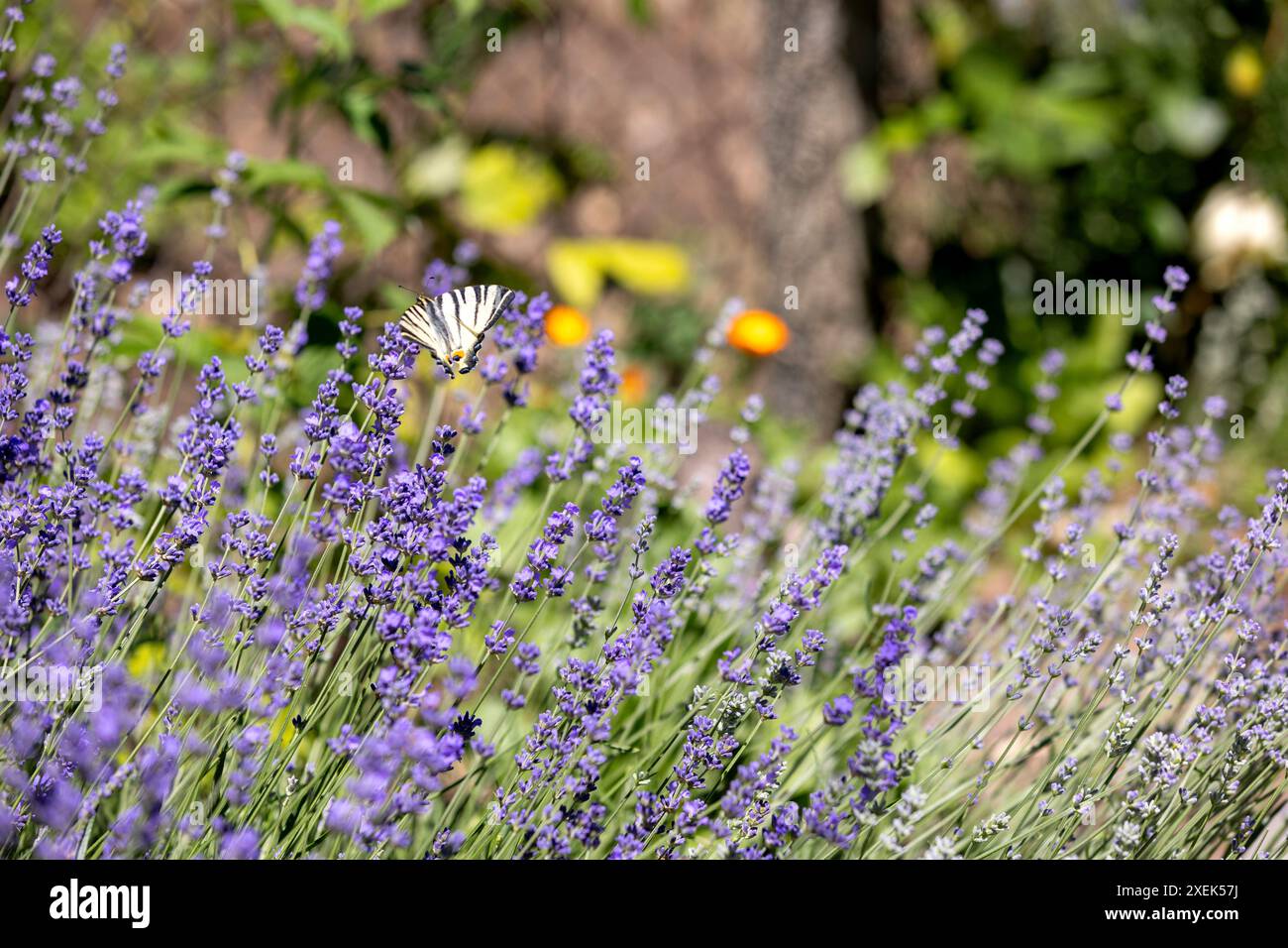 Fond de fleurs de papillon et de lavande Banque D'Images
