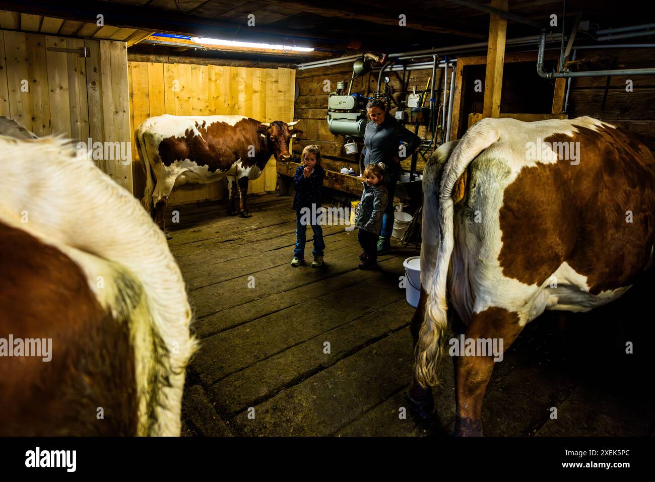 Traire les vaches est une véritable expérience alpine pour les clients qui passent la nuit au Filzmoosalm. Etable de traite dans le Filzmoosalm, Salzbourg, Autriche Banque D'Images
