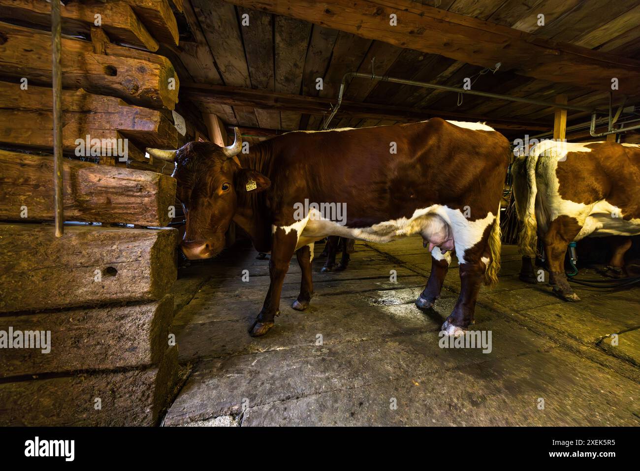 Les vaches Pinzgau de Manfred Huber dans la salle de traite du Filzmoosalm. Les animaux sont trayés deux fois par jour. Ils passent les mois de juin à septembre sur les prairies alpines à une altitude de 1 700 mètres. Etable de traite dans le Filzmoosalm, Salzbourg, Autriche Banque D'Images