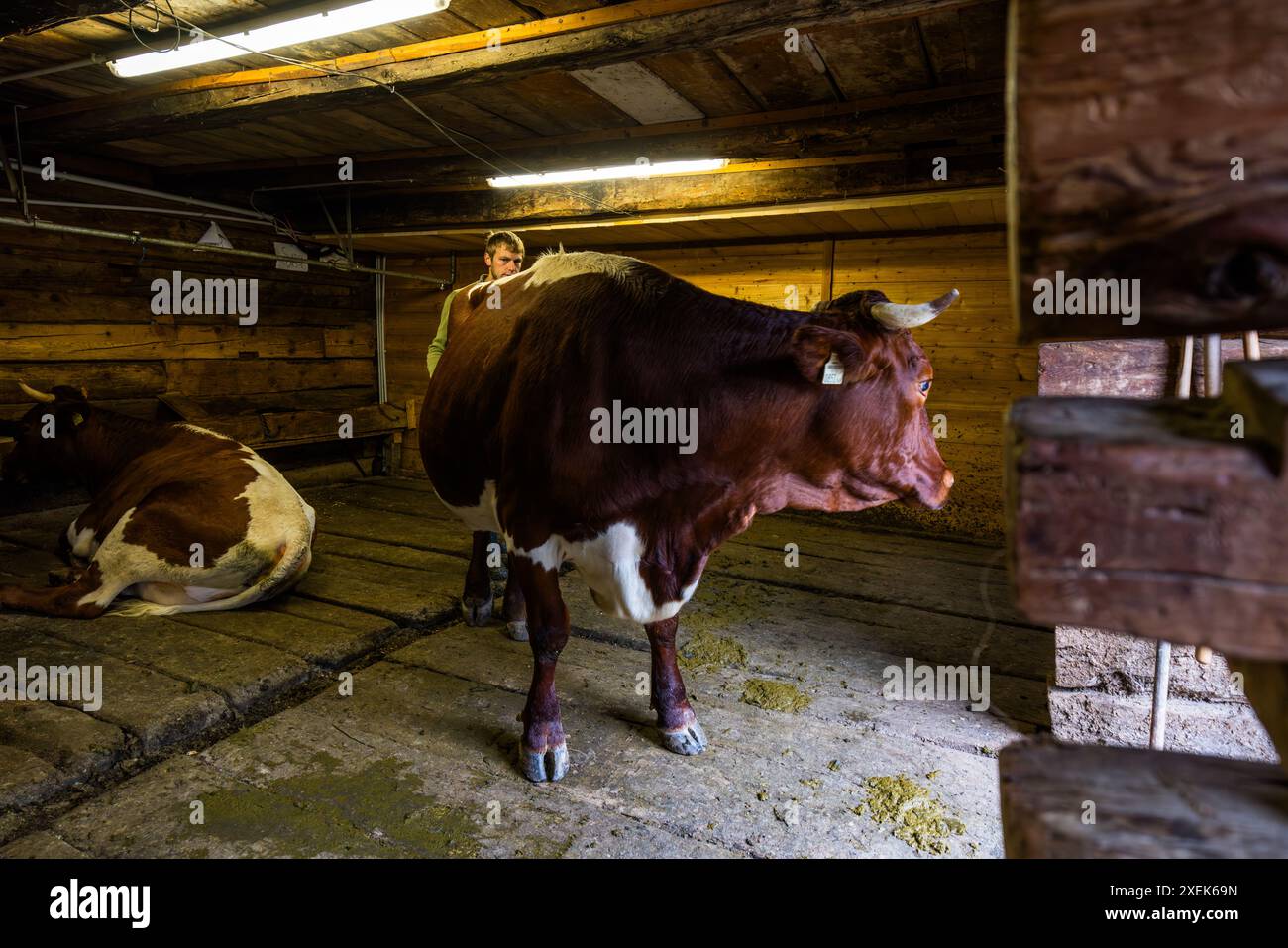 Après la traite, les vaches de Manfred Huber repartent directement dans le pâturage. La vache appelée Zeder s’allonge toujours dans la grange et a besoin d’encouragements supplémentaires. Etable de traite dans le Filzmoosalm, Großarl, Salzbourg, Autriche Banque D'Images