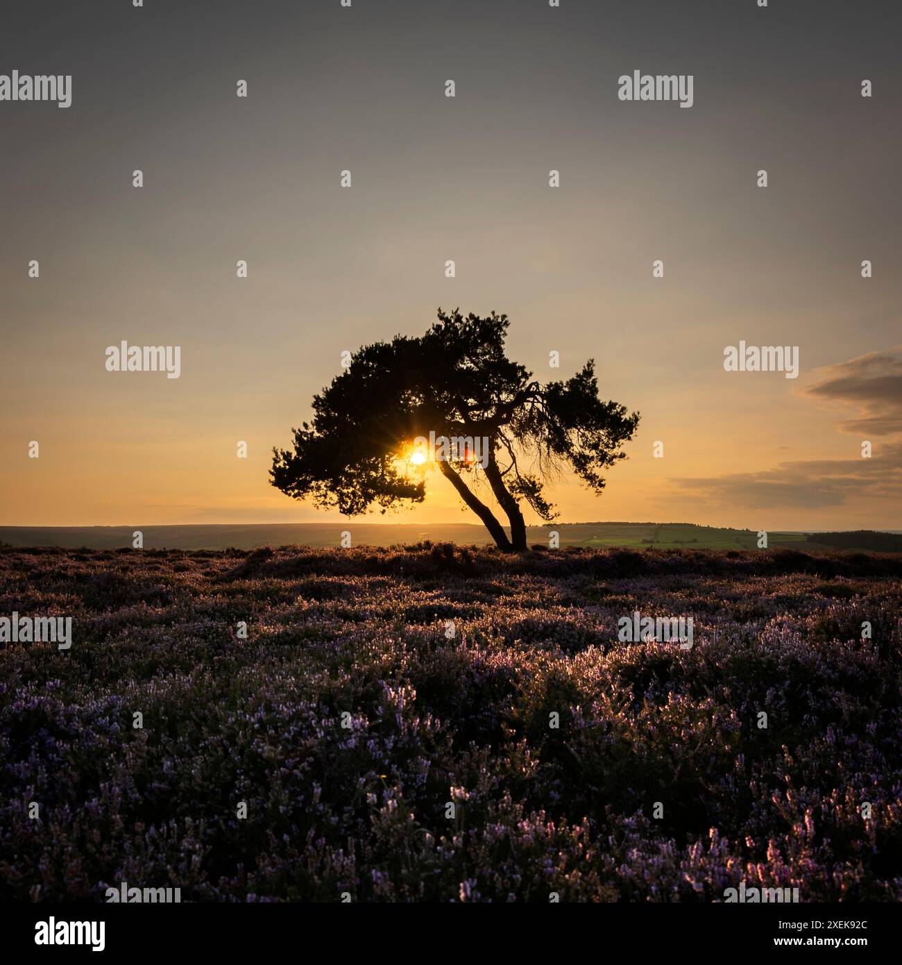 Lone Pine au coucher du soleil sur Egton Moor, parc national de North York Moors Banque D'Images