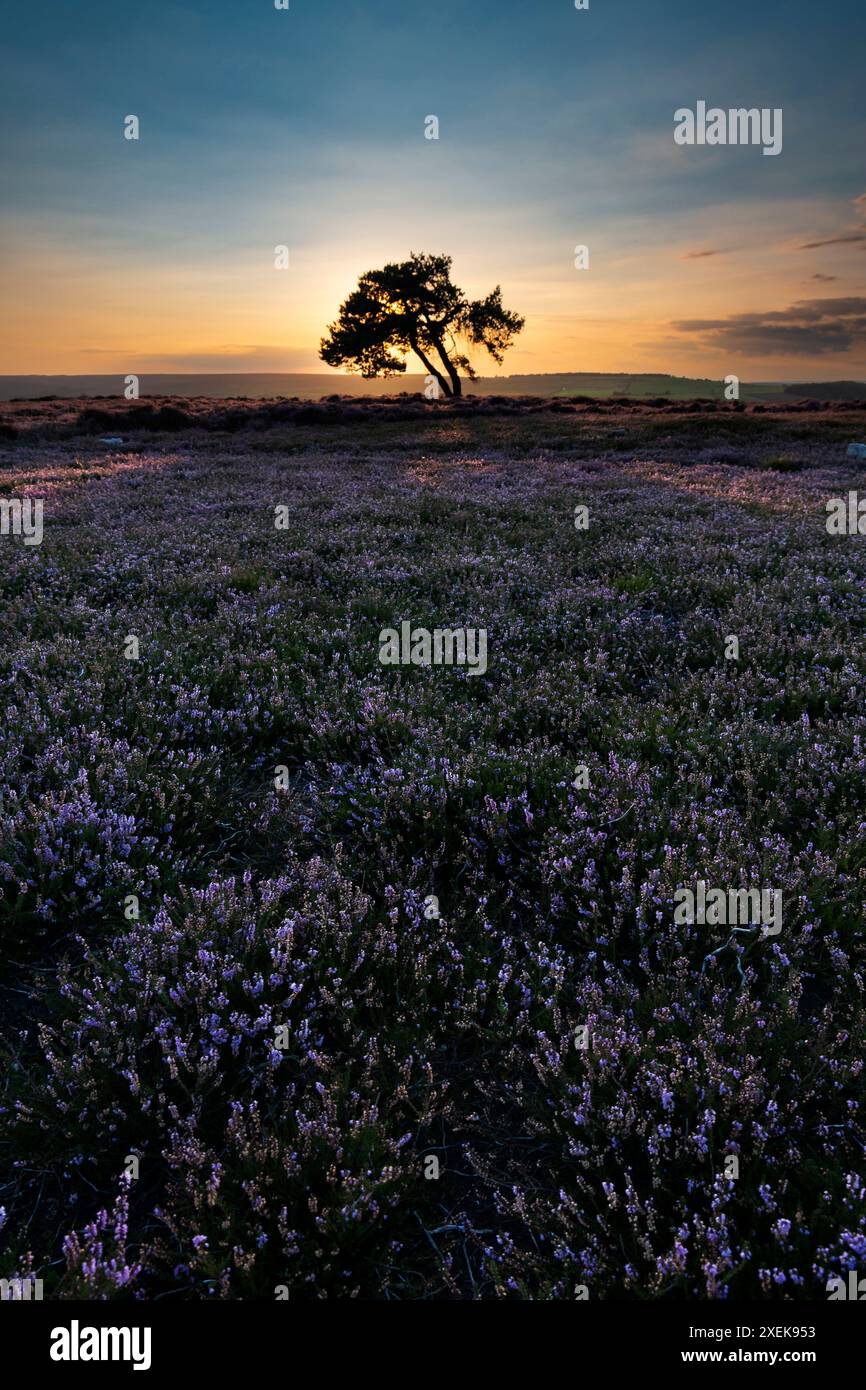 Lone Pine au coucher du soleil sur Egton Moor, parc national de North York Moors Banque D'Images