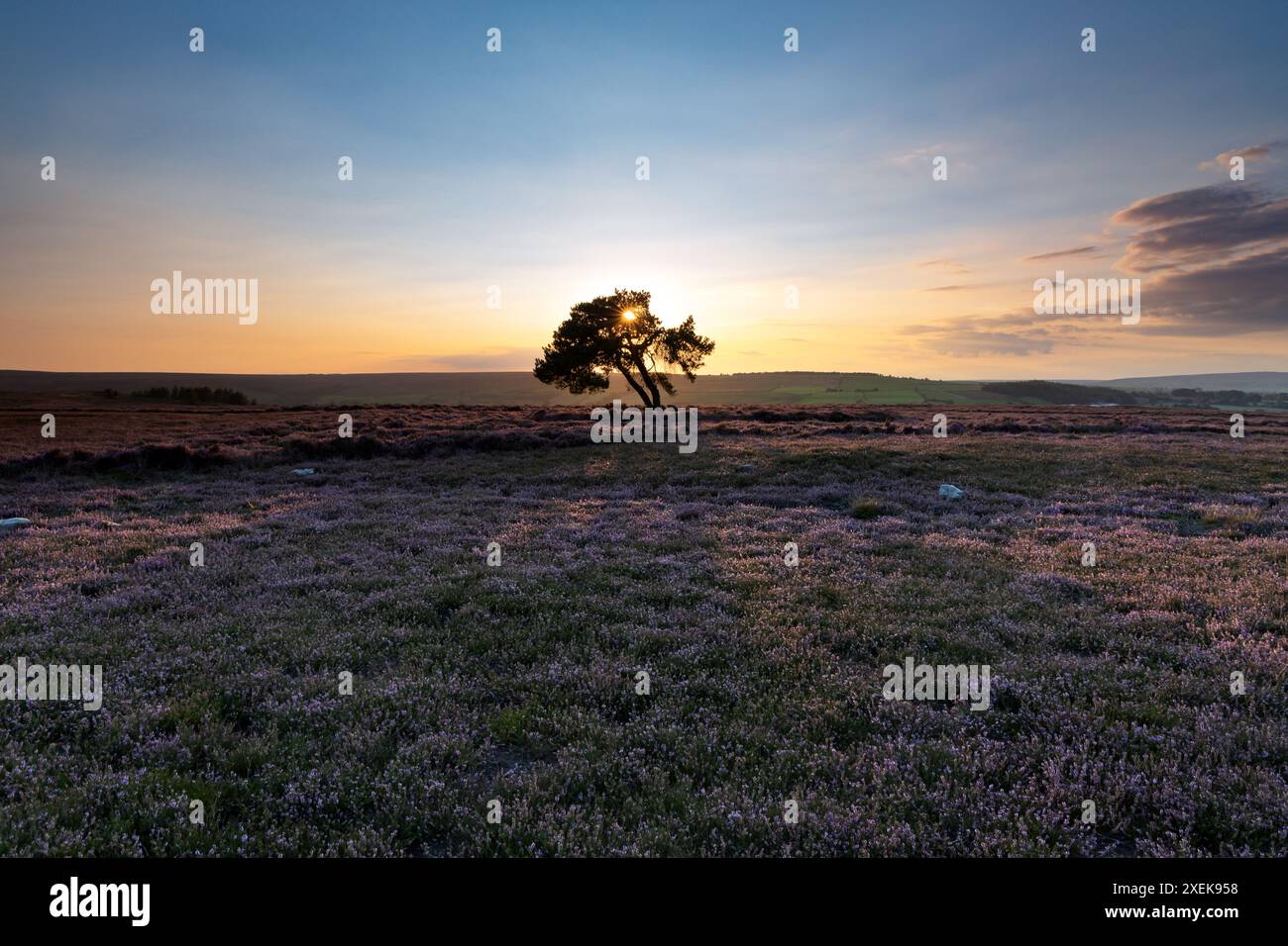 Lone Pine au coucher du soleil sur Egton Moor, parc national de North York Moors Banque D'Images