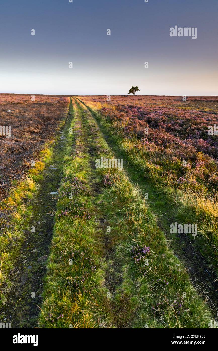 Lone Pine à on Egton Moor, North York Moors National Park Banque D'Images