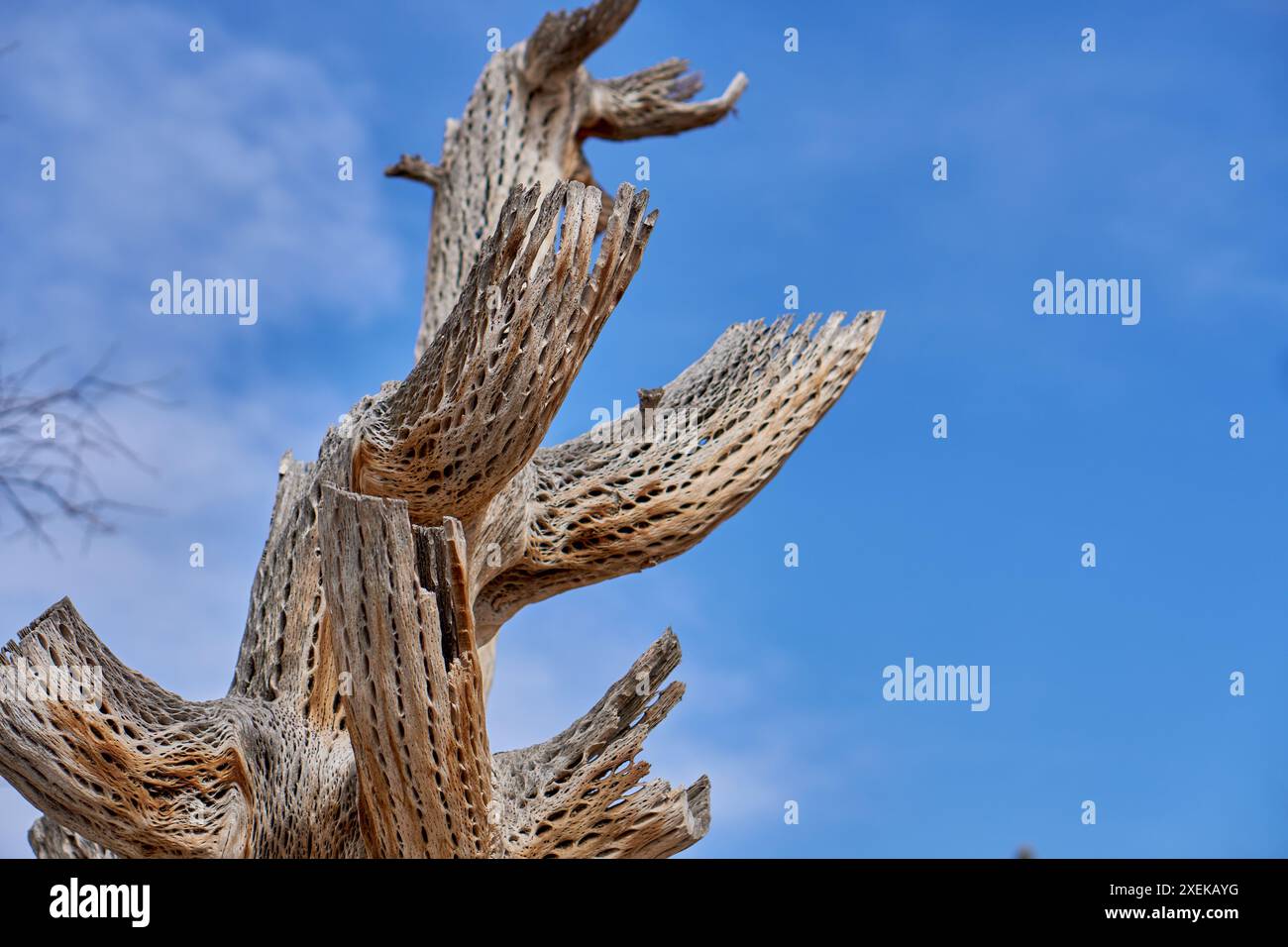 Cactus squelette géant Saguaro mort au nord de l'Argentine. vue de dessous Banque D'Images