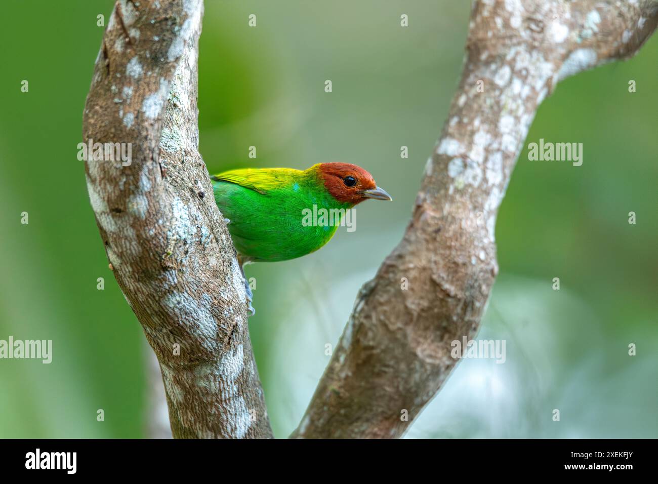 Tanager à tête de baie (Tangara gyrola), oiseau passine de taille moyenne. Minca, Sierra Nevada de Santa Marta Magdalena département. Observation de la faune et des oiseaux Banque D'Images