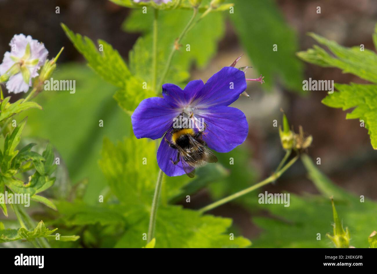 Forêt Cuckoo abeille sur fleur Banque D'Images