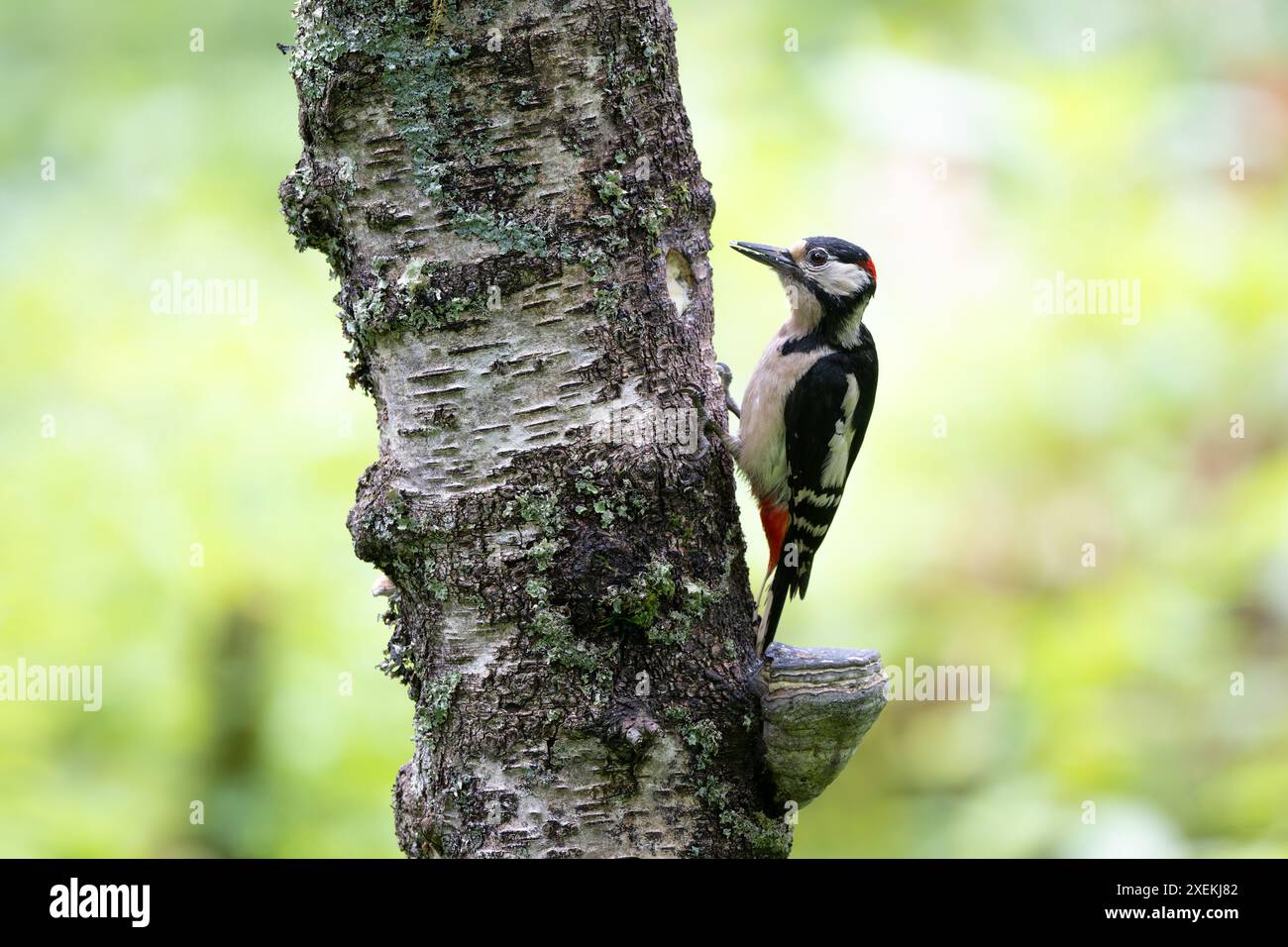 Mâle Grand pic tacheté, Dendrocopos Major, grimpant à un arbre Banque D'Images