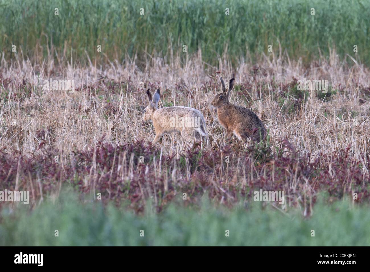 Lièvre brun (Lepus europaeus) avec une forme blonde camouflée Hare Lincolnshire juin 2024 Banque D'Images