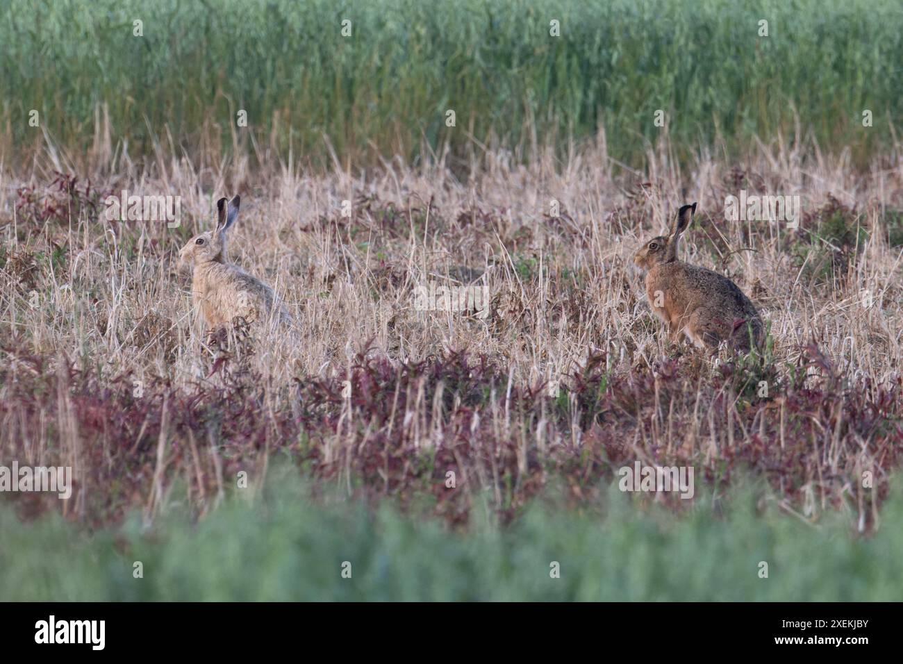 Lièvre brun (Lepus europaeus) avec une forme blonde camouflée Hare Lincolnshire juin 2024 Banque D'Images