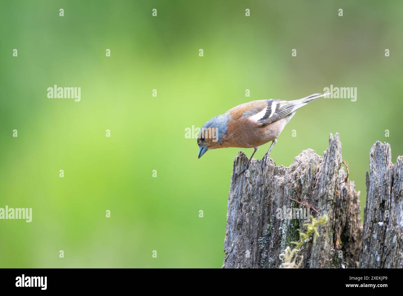 Mâle Chaffinch, Fringilla coelebs, perché sur une souche d'arbre morte Banque D'Images