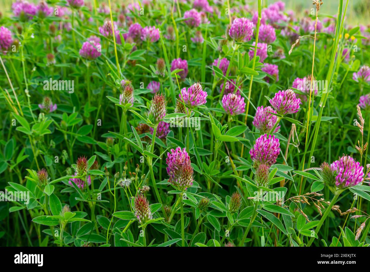 Il s'agit du Trifolium alpestre à fleurs sauvages, du trèfle globe violet ou du trèfle à tête de chouette, de la famille des Fabaceae. Banque D'Images