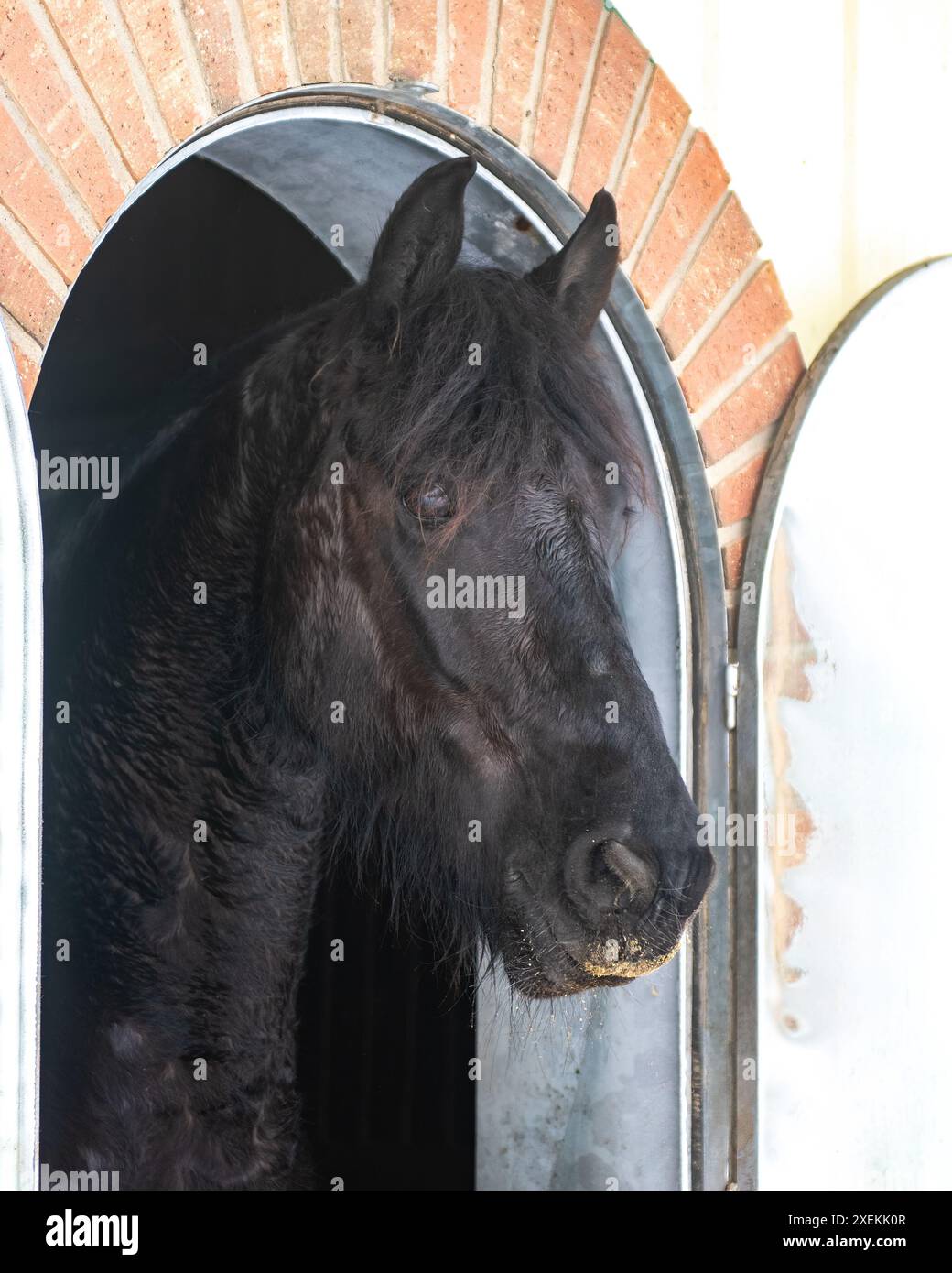 Cheval noir frison sortant sa tête de sa stalle en hiver Banque D'Images