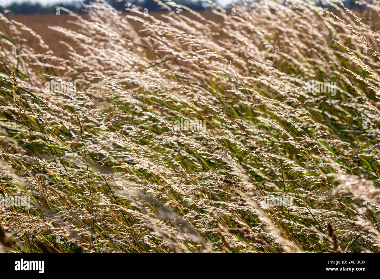 Prairie d'herbe de prairie avec les sommets des panicules de stèle. Poa pratensis herbe verte de prairie européenne. Banque D'Images