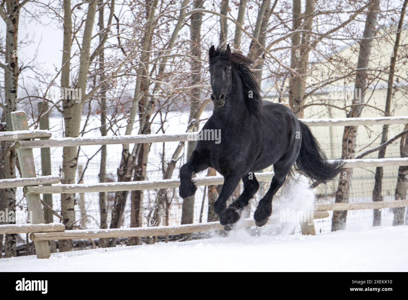 Cheval frison courant le long d'une ligne de clôture à travers la neige d'hiver Banque D'Images