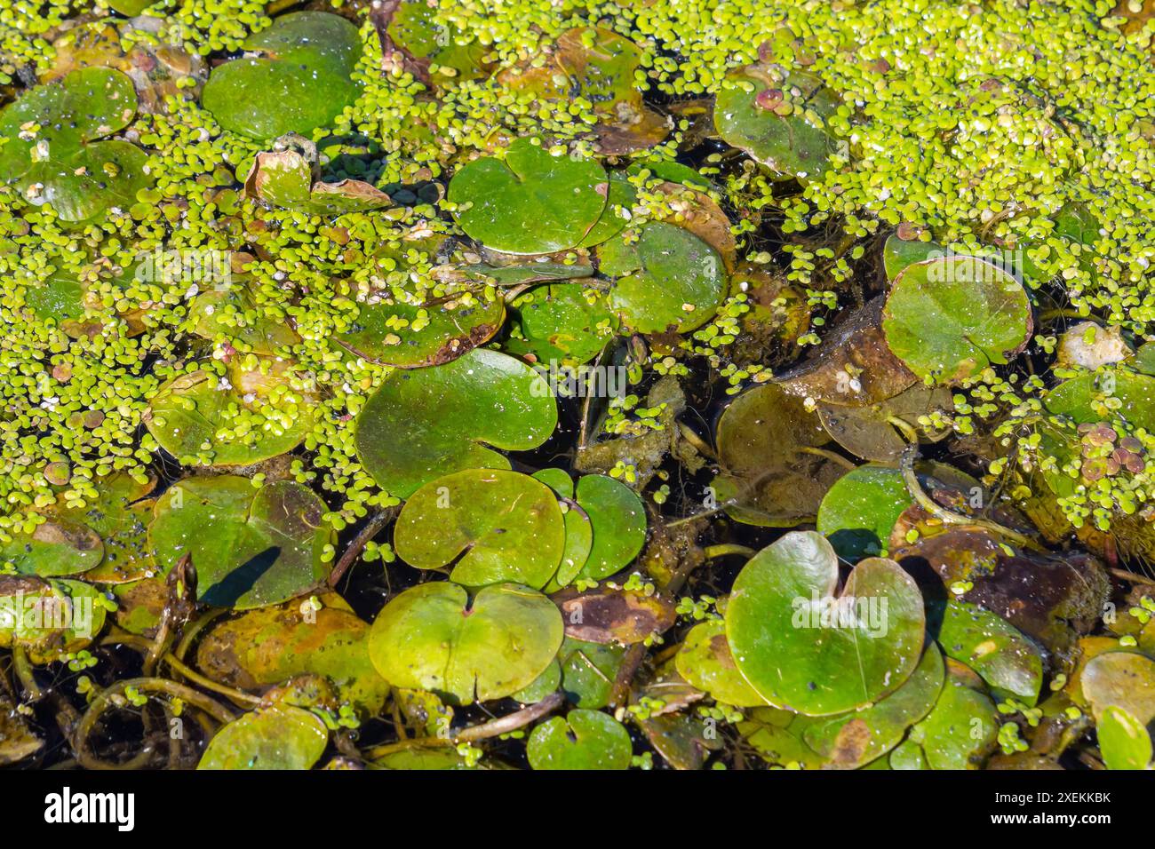 Hydrocharis morsus-ranae, fromagite, est une plante à fleurs appartenant au genre Hydrocharis de la famille des Hydrocharitaceae. C'est un petit plan flottant Banque D'Images