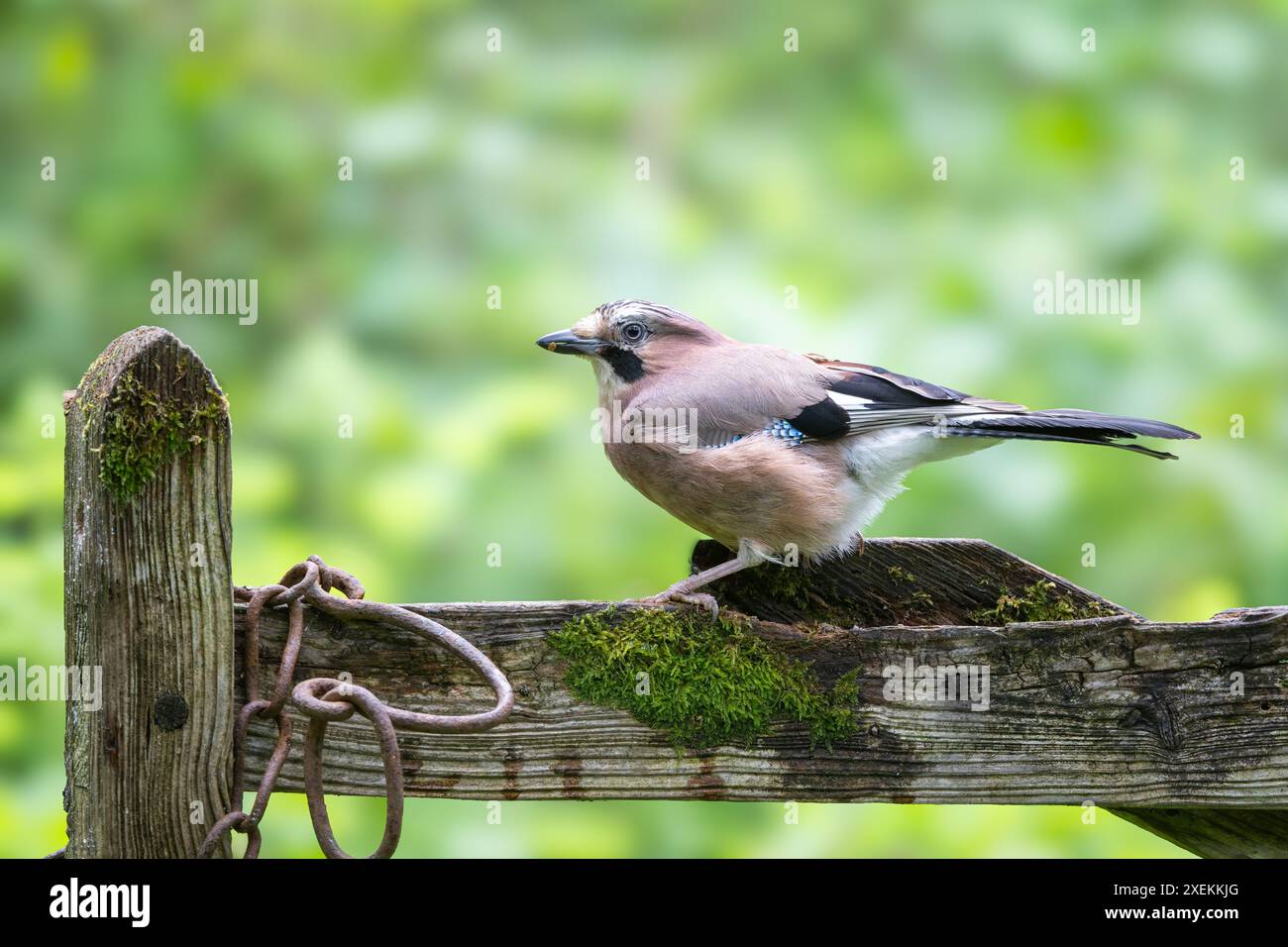 Jay eurasien, Garrulus glandarius, perché sur une porte Banque D'Images
