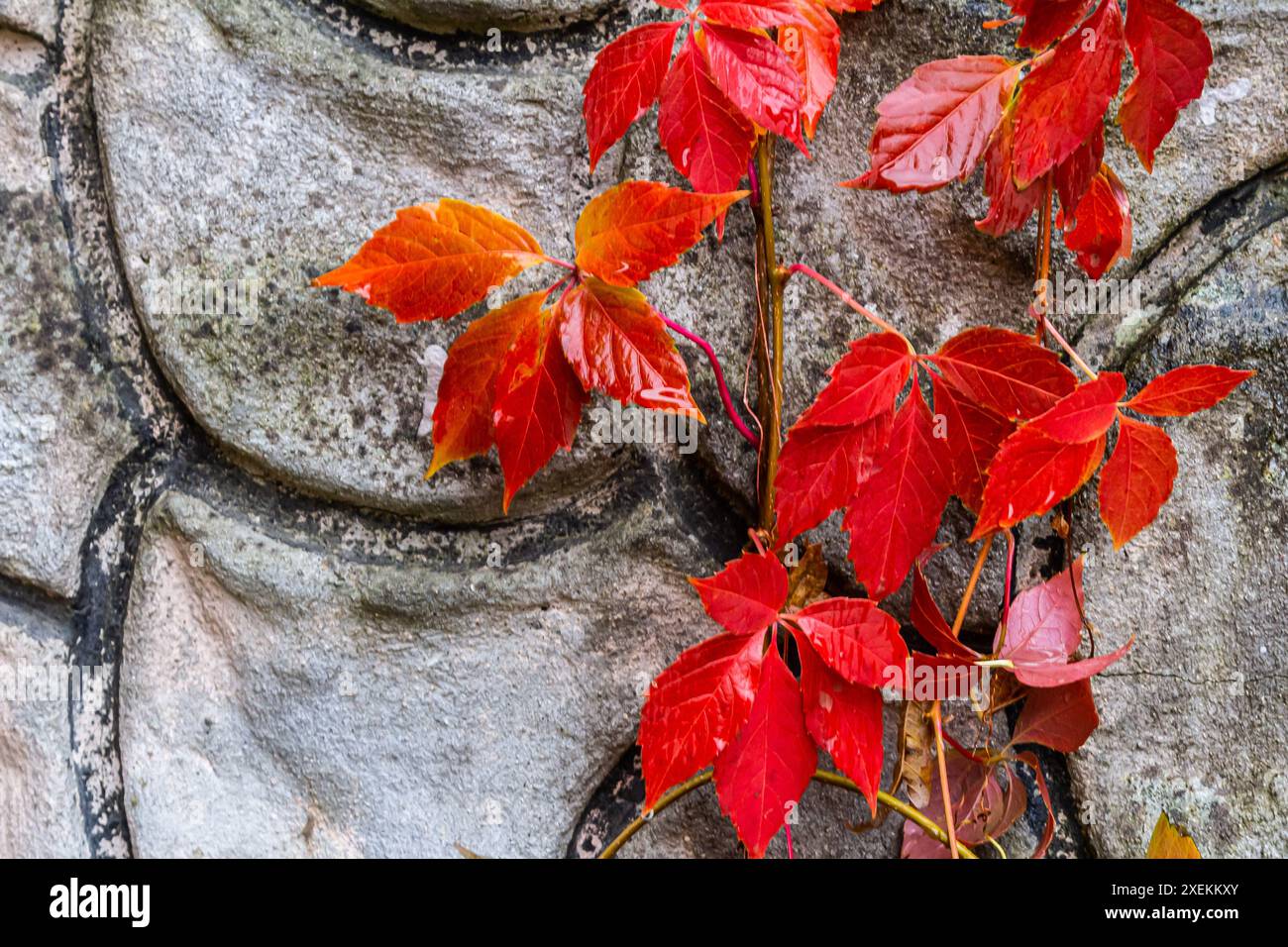Vue de belles feuilles décolorées rouges d'une plante Parthenocissus tricuspidata sur un mur de pierre grise, espace de copie. Banque D'Images