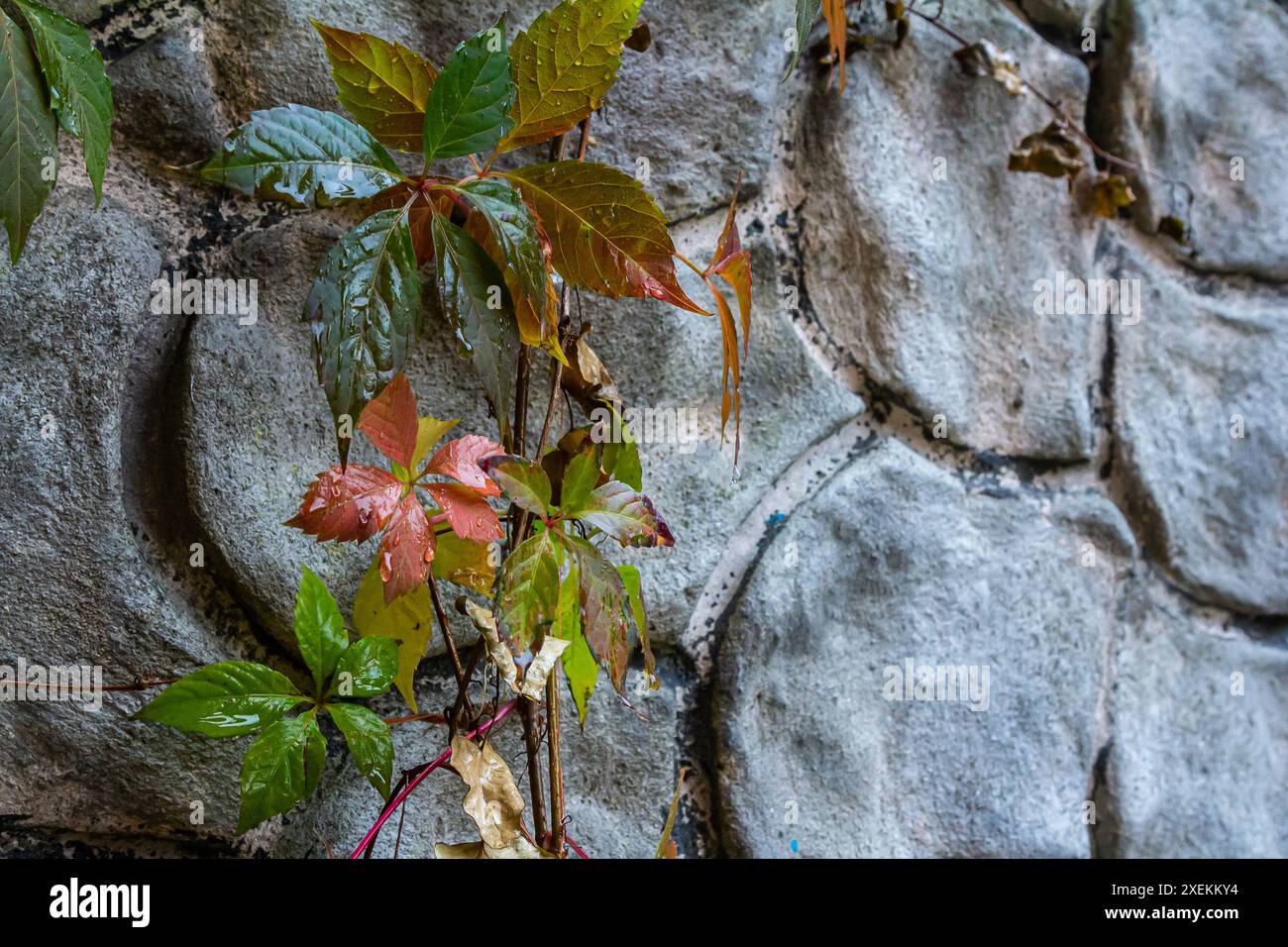 Vue de belles feuilles décolorées rouges d'une plante Parthenocissus tricuspidata sur un mur de pierre grise, espace de copie. Banque D'Images