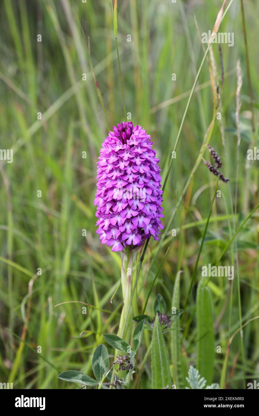 Orchidée pyramidale (Anacamptis pyramidalis) poussant dans un habitat de prairie le long du sentier de longue distance Cleveland Way, North Yorkshire, Royaume-Uni Banque D'Images