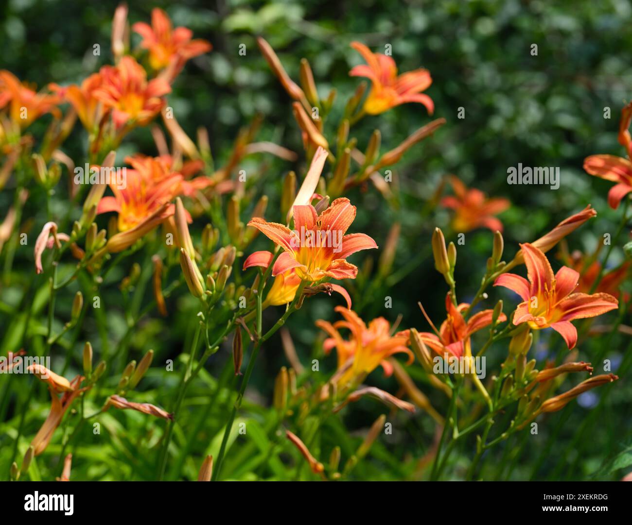 Lis de jour orange fleurissant dans la nature Banque D'Images