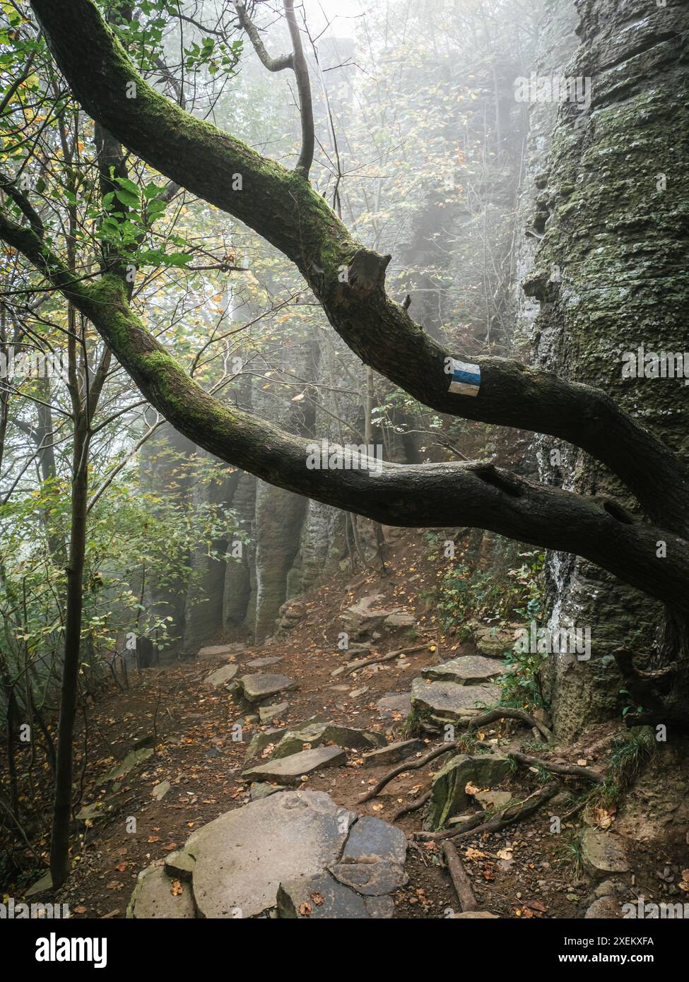 Un sentier forestier rocheux pendant un automne coloré, brouillard épais entre les arbres, lumière du soleil, effrayante vue sur la forêt d'horreur, en Hongrie, Szent György-hegy, n Banque D'Images