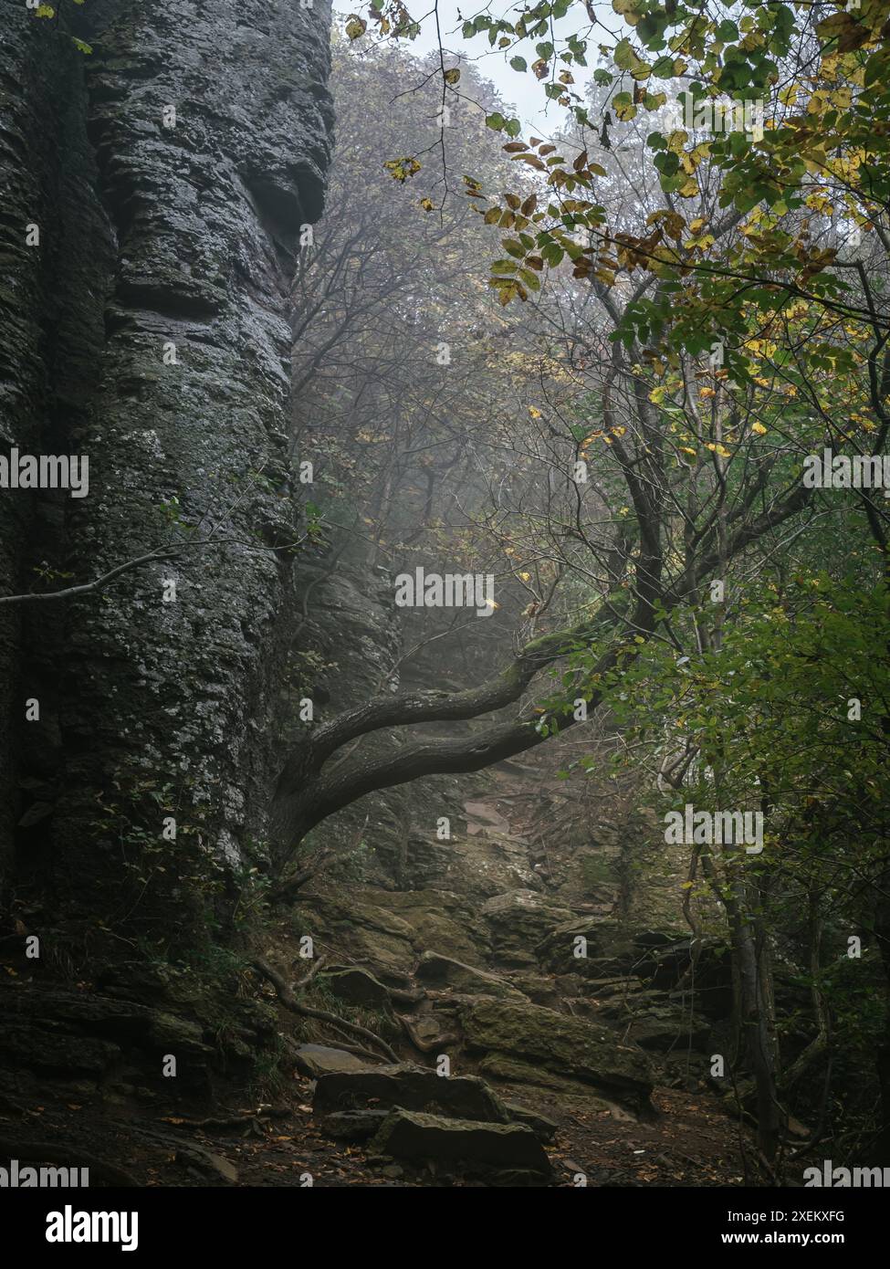 Un chemin forestier rocheux escaliers sur une colline pendant un automne coloré, brouillard épais entre les arbres, lumière du soleil, sombre horreur vue sur la forêt, en Hongrie, Sze Banque D'Images