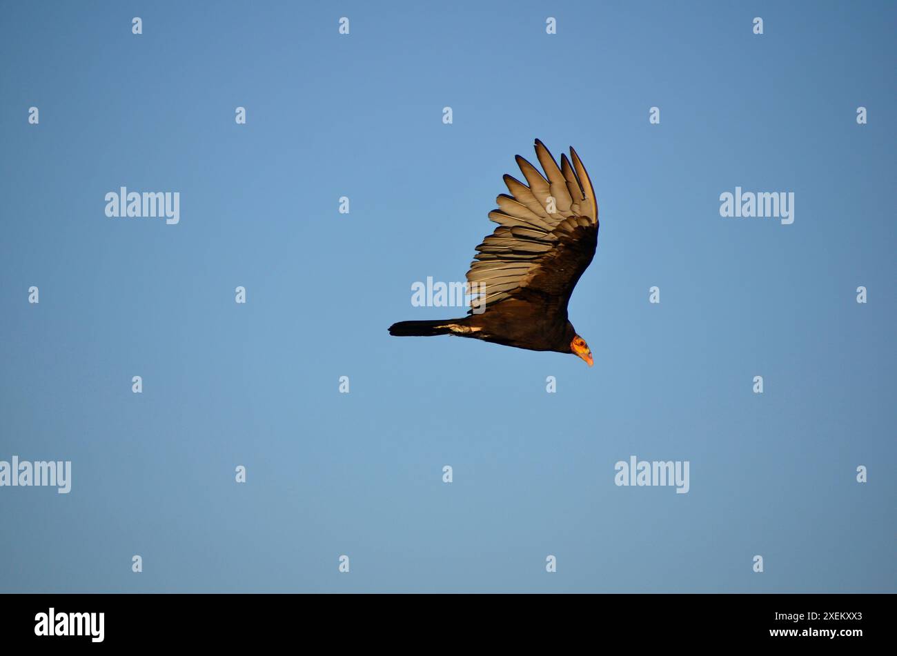 Vautour de dinde volant dans le ciel Banque D'Images