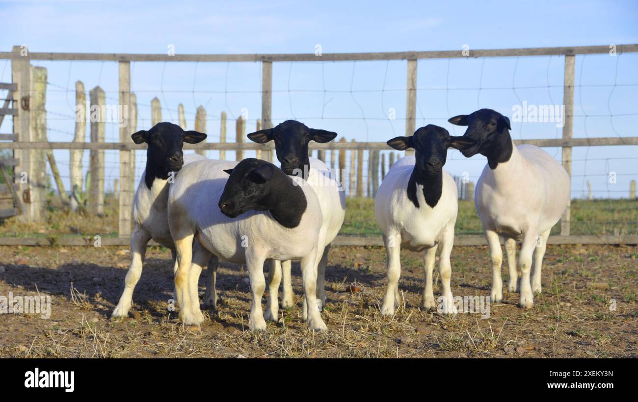 Beau groupe de moutons dorleurs à la ferme Banque D'Images