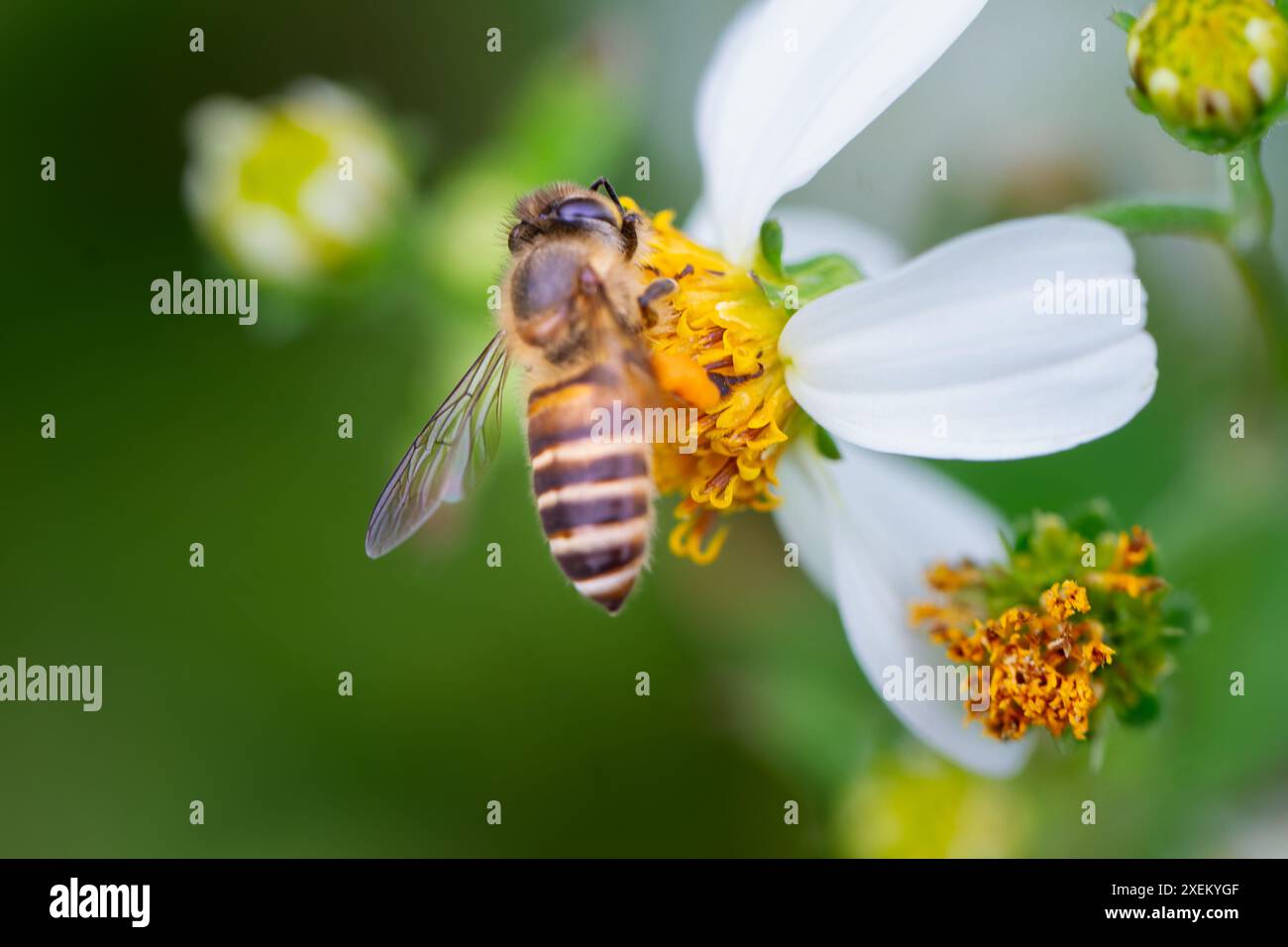 Gros plan d'une abeille à miel orientale sur une fleur blanche de Bidens pilosa, aux pattes chargées de pollen. Wulai, Taiwan. Banque D'Images