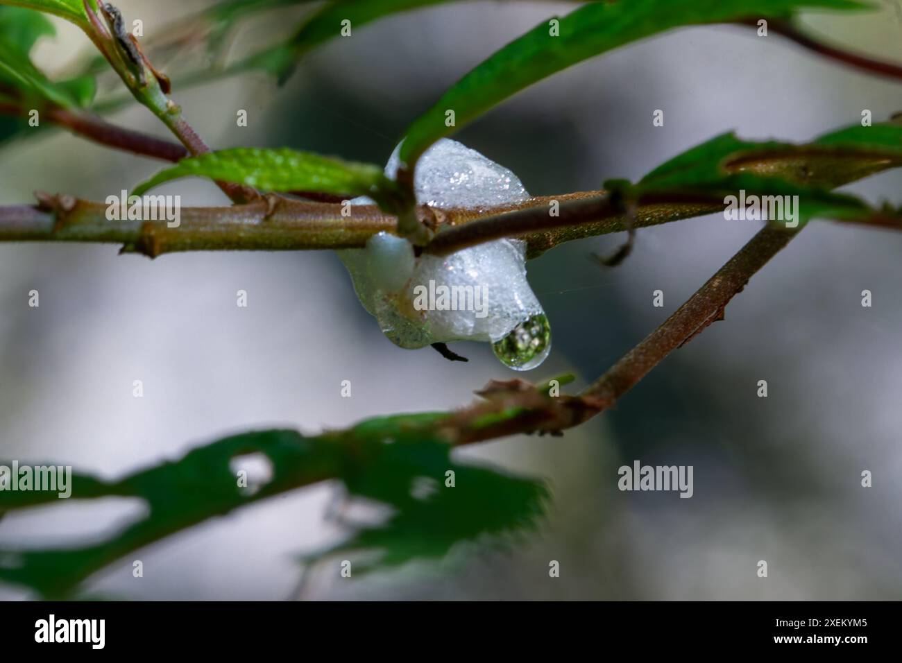 Une vue détaillée des larves de Spittlebug (froghopper) écume sur la verdure. Capture la texture translucide et l'habitat protecteur. Wulai, Taiwan. Banque D'Images