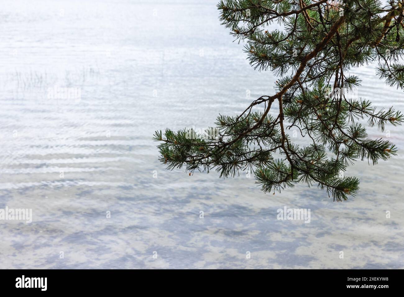 Silhouette de branche de pin sur l'eau floue du lac, photo de fond naturelle Banque D'Images