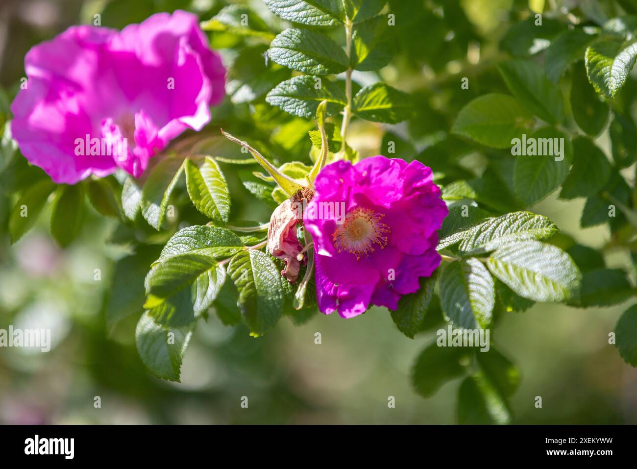 Fleurs sauvages de rose de chien sur une journée d'été ensoleillée, photo macro avec flou sélectif Banque D'Images Fleurs sauvages de rose de chien sur une journée d'été ensoleillée, photo macro avec flou sélectif Banque D'Images