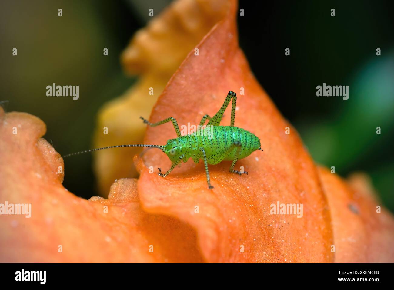 Gros plan d'une nymphe d'une sauterelle (Leptophyes punctatissima) marchant sur une fleur, photographie d'insectes, macro, biodiversité, nature Banque D'Images