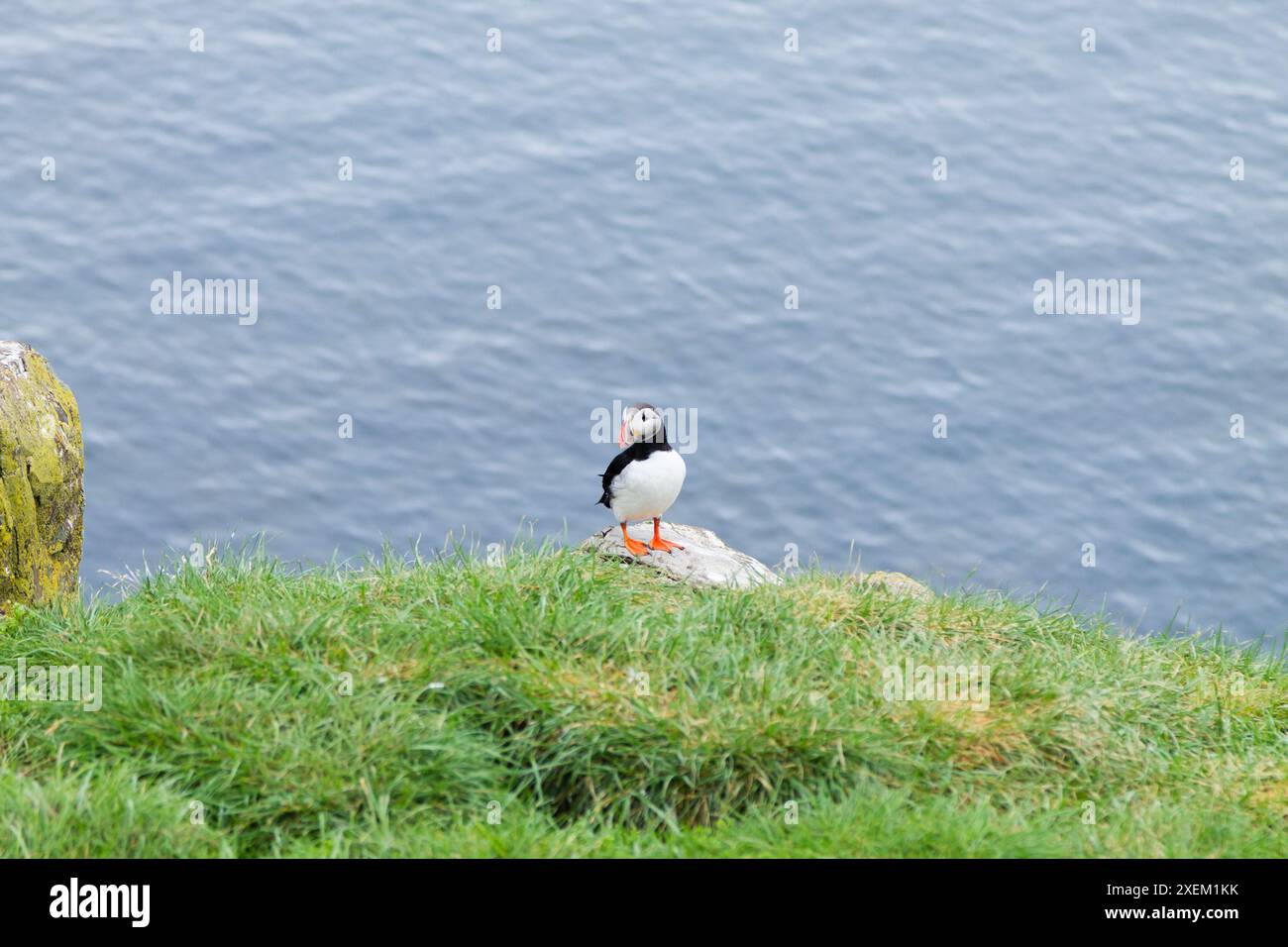 Macareux moine de Borgarfjordur fjord, est de l'Islande. La faune de l'Islande. Macareux moine commun. Fratercula arctica Banque D'Images Macareux moine de Borgarfjordur fjord, est de l'Islande. La faune de l'Islande. Macareux moine commun. Fratercula arctica Banque D'Images