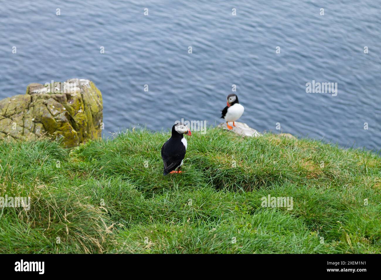 Macareux moine de Borgarfjordur fjord, est de l'Islande. La faune de l'Islande. Macareux moine commun. Fratercula arctica Banque D'Images Macareux moine de Borgarfjordur fjord, est de l'Islande. La faune de l'Islande. Macareux moine commun. Fratercula arctica Banque D'Images