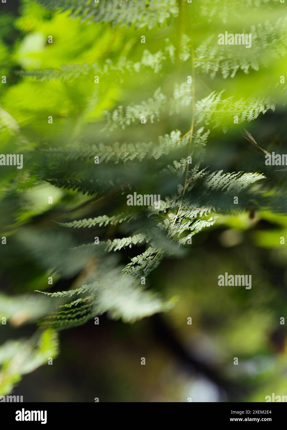 Un gros plan des feuilles vertes d'une plante de fougère. Il y a des lames floues au premier plan. Les feuilles sont très fines et délicates, et l'image h Banque D'Images