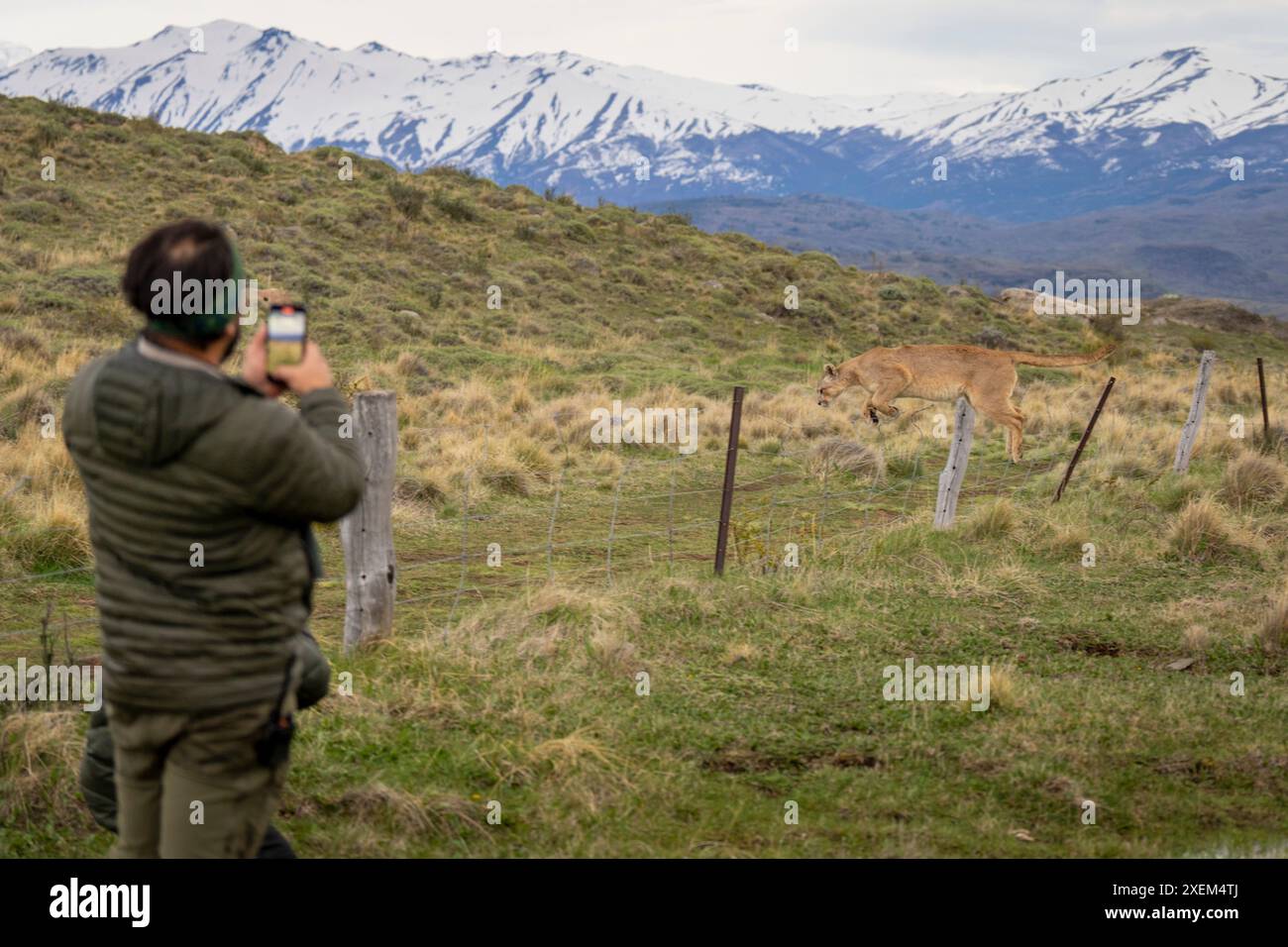 Puma (Puma concolor) saute la clôture près de l'homme avec smartphone ; Torres de Paine, Magallanes y la Antartica Chilena, Chili Banque D'Images