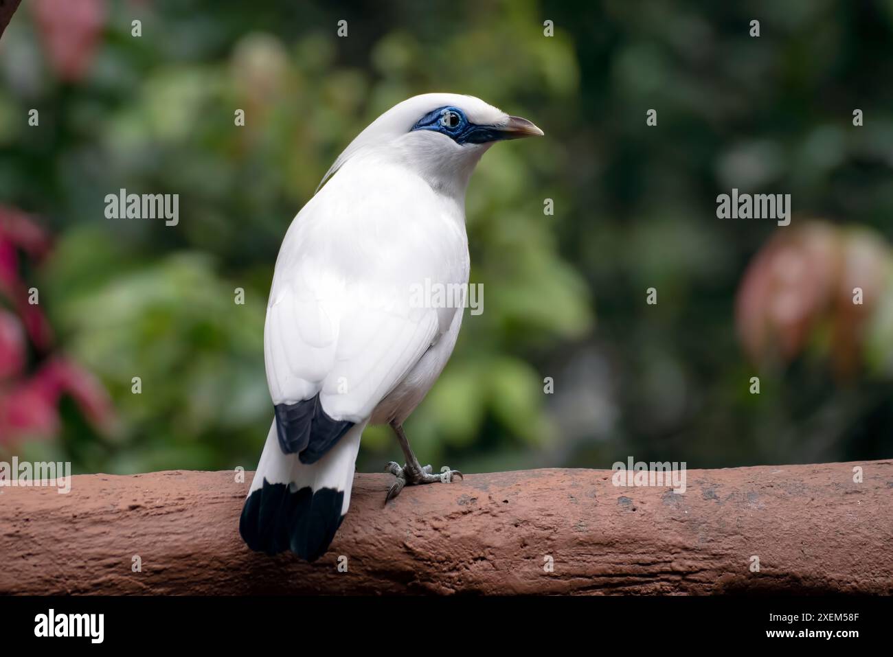 Le myna de Bali sur une souche d'arbre Banque D'Images