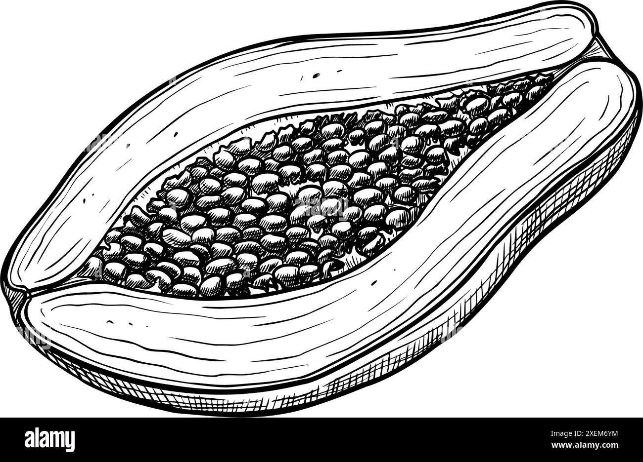 Vecteur moitié de Papaya. Illustration peinte à la main de fruits tropicaux exotiques sur fond isolé. Dessin linéaire d'un dessert sain. Gravure noire de pawpaw pour la conception de l'emballage du produit. Illustration de Vecteur