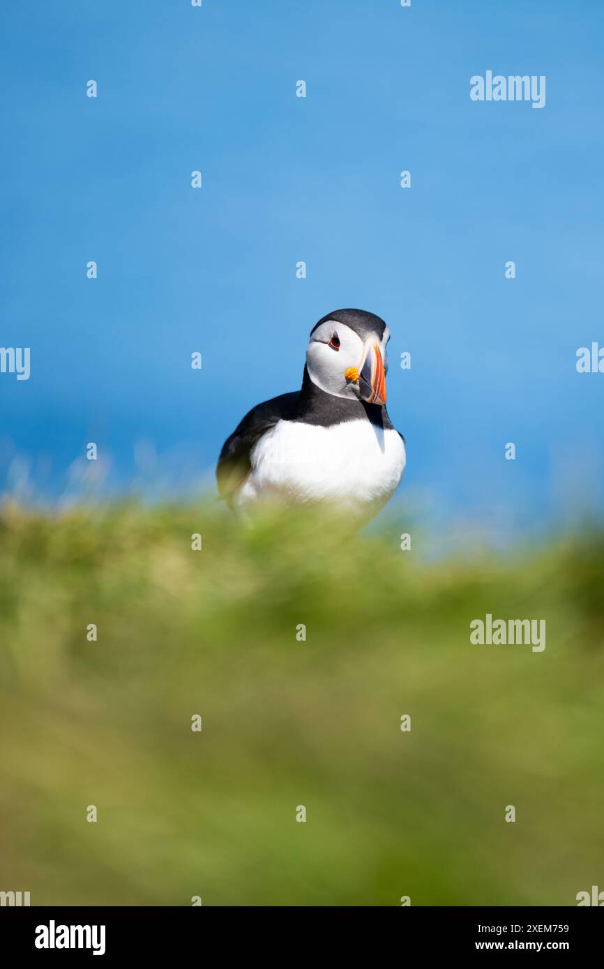 Vue imprenable sur un mignon macareux, un oiseau de mer en noir et blanc bien habillé avec un énorme bec multicolore. Banque D'Images