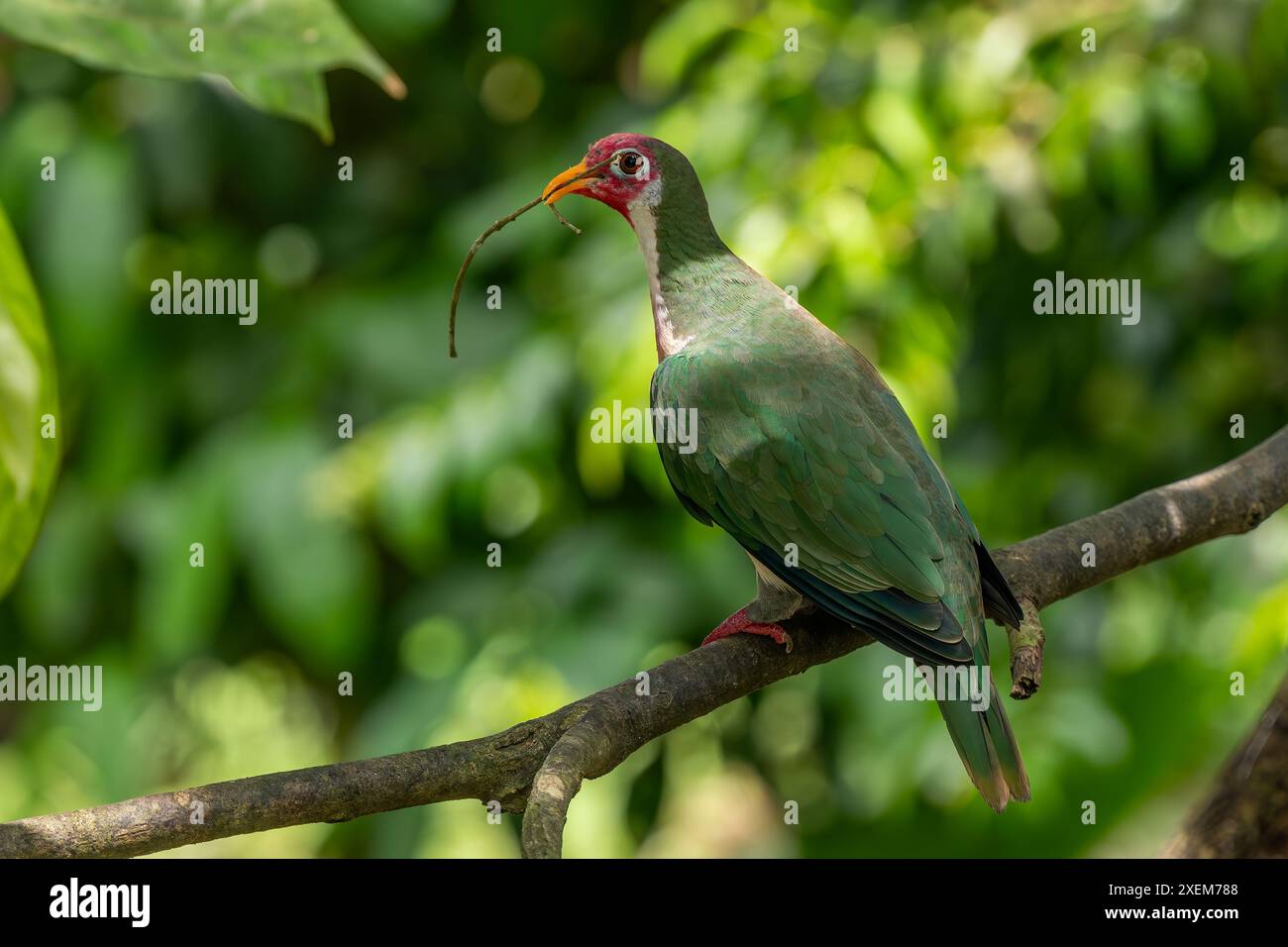 Jambu fruit Dove - Ptilinopus jambu, belle colombe fruitière colorée des forêts de l'Asie du Sud-est, Bornéo, Malaisie. Banque D'Images