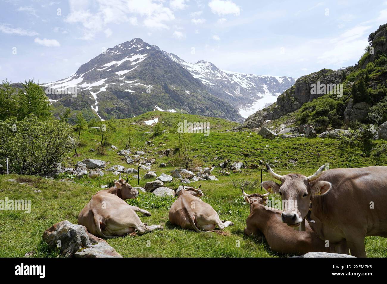 Anton Geisser 28.06.2024 Obwalden Milchmarkt Milch Schweiz. Bild : Kuehe auf einer Alpweide *** Anton Geisser 28 06 2024 marché du lait d'Obwald lait Suisse vaches sur un pâturage alpin Banque D'Images