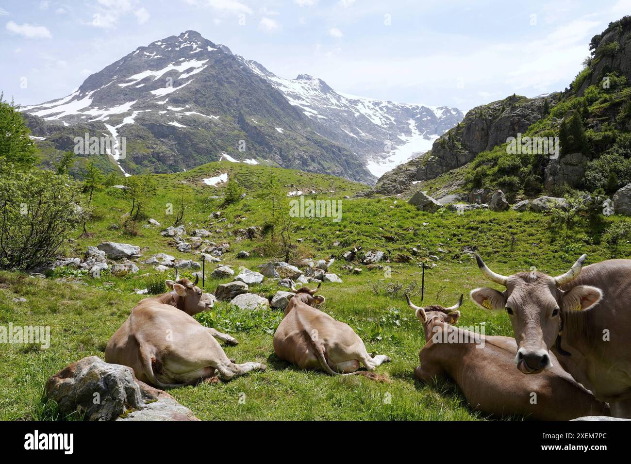 Anton Geisser 28.06.2024 Obwalden Milchmarkt Milch Schweiz. Bild : Kuehe auf einer Alpweide *** Anton Geisser 28 06 2024 marché du lait d'Obwald lait Suisse vaches sur un pâturage alpin Banque D'Images